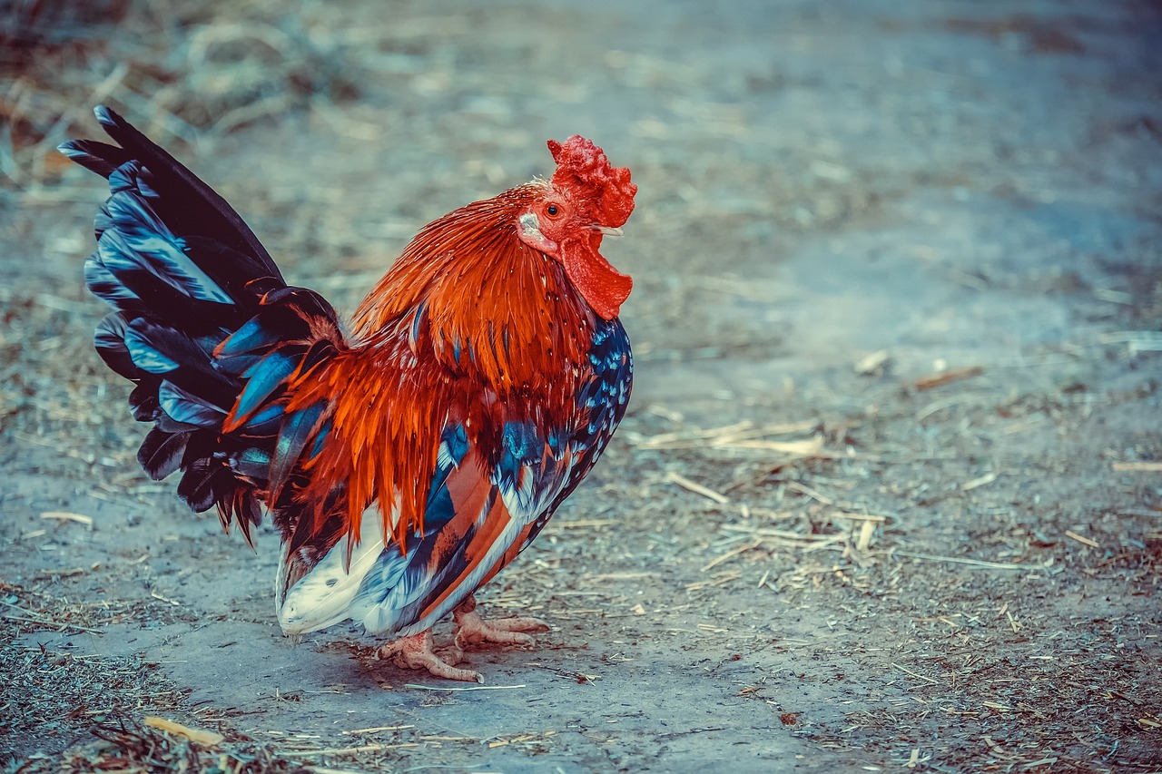Chickens at The Farm Texas